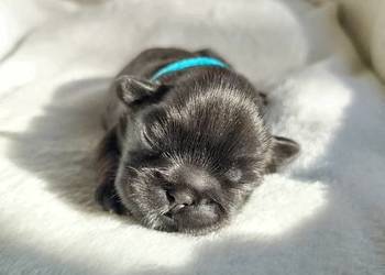 Pies Shih Tzu