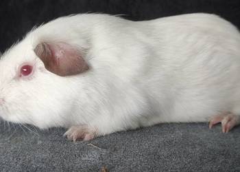 Świnka morska cavia self gładkowłosa z hodowli