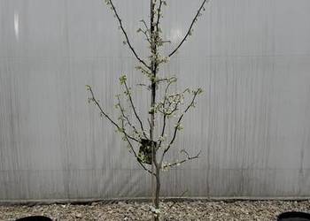 Judaszowiec "Texas White"