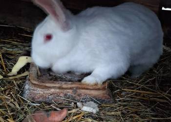 Królica termondzka kotna