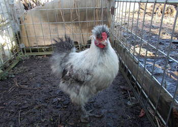 Kury miniaturki - Jedwabiste