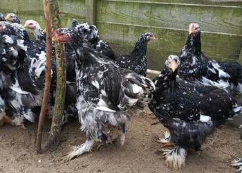 Kury Kochin Olbrzymi