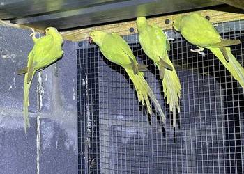 Aleksandretty obrożne