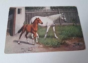 Kartka pocztowa konie przedwojenna konie