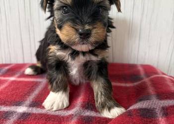 Do Rezerwacji Pimpek Yorkshire Terrier Biewer