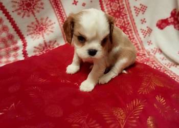 Cavalier king charles spaniel gotowe do zmiany domu piesek sunia