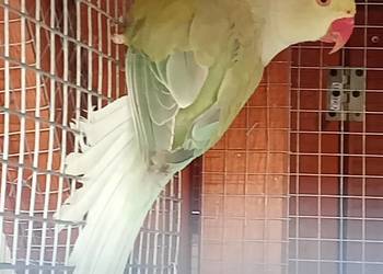 Papugi Aleksandretta G.O