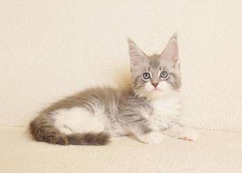 Przepiękna koteczka Maine Coon - Legalna hodowla