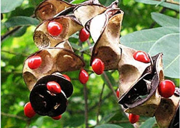 GRUCZOŁOWIEC PAWI Adenanthera pavonina - NASIONA 100g