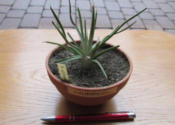 Superminiaturowa 14-letnia agawa - agave albopilosa UNIKAT !