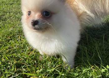 Szpice szukają domu