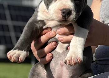American Bully suczka ABKC Gundabar Dogs