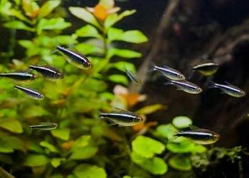 Neon czarny Neonki czarne