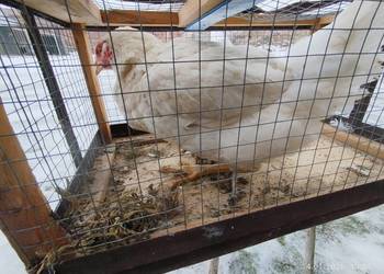 Kurczak mięsny brojer