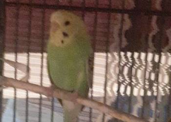 Sprzedam papugi faliste