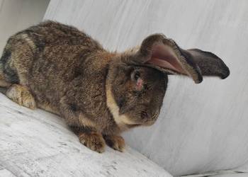 Sprzedam samca olbrzym belgijski.