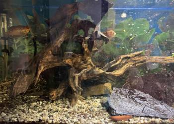 Sprzedam akwarium 240 l z szafka.