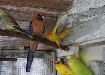 Ptaszki że zdięcia zmienią woliere