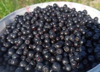 Owoce aronii wysyłka. Aronia recznie zrywana.