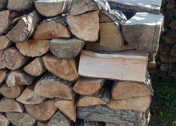 Olcha cięta 30 cm sucha