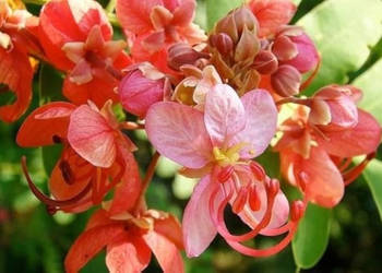 CASSIA ROXBURGHII Cassia roxburghii - nasiona 100g