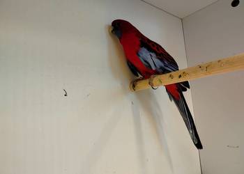 Piękny samiec rozelli królewskiej