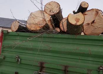 Drzewo olszyna paletówka paletowe opałowe