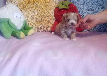 Maltipoo, Pudel & Maltańczyk- mini suczka