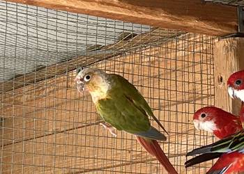 Rudosterka zielonolica 2021r.