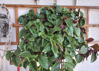 Kwiat Komarzyca kwitnąca