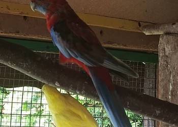 Rozella królewska samica