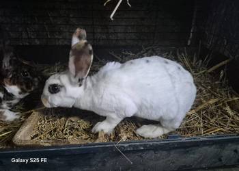 Samiczki rex trójbarwny i wiedeński niebieskoszary
