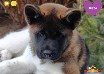 Suczka szczeniak Akita Amerykańska PlayTime FCI - gotowa do odbioru