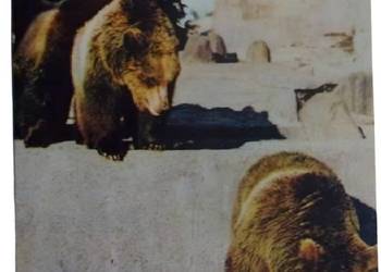 Pocztówka z lat siedemdziesiątych - warszawskie ZOO- niedźwiedzie