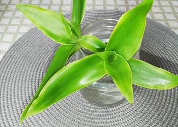 Roślina lecznicza - Callisia fragrans.