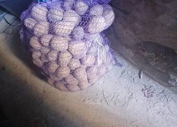 Ziemniaki sadzeniaki odmiana tajfun