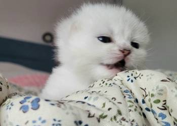 Kocięta srebrne i srebrne pointy. Maliwia