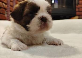 Sunia Shih Tzu rodowód
