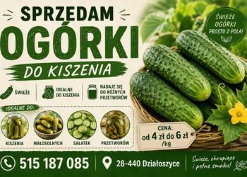 Sprzedam ogórki