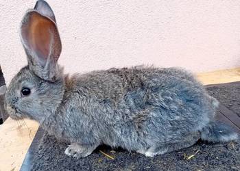 Olbrzym belgijski młode samce BOS