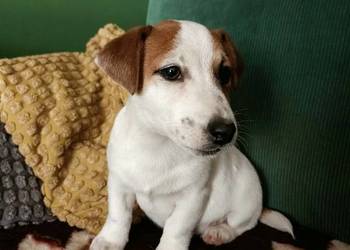 Wzorcowy gładki Jack Russell terrier rodzice FCI doskonała budowa