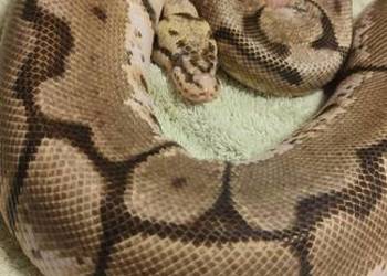 Pyton królewski samica bumblebee