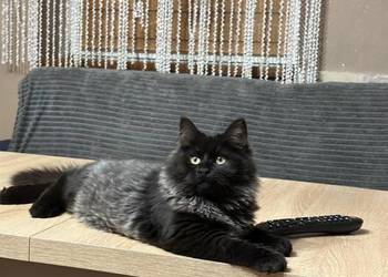 Kotek Syberyjski /gotowy do odbioru