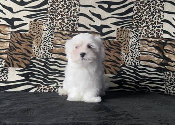 Maltańczyki, Maltańczyk piesek