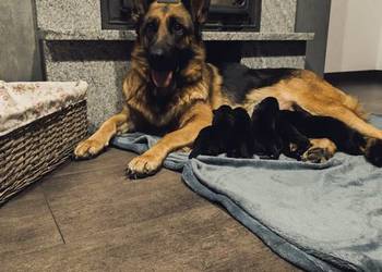 Szczeniaki owczarka niemieckiego krótkowłosy rodowód