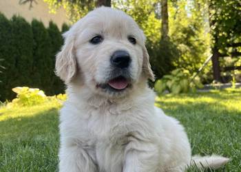 Pies Golden Retriever FCI ZKwP