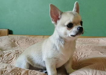 Chihuahua maleńki piesek