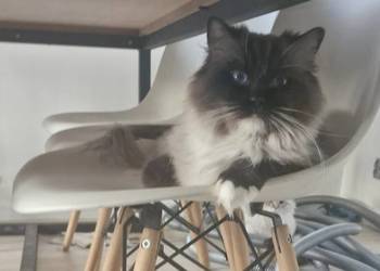 Emi Bardzo Super Kotka