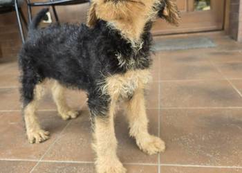 Airedale terrier szczeniaki suczka
