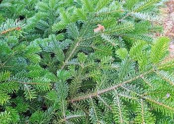 Gałązki jodły kaukaskiej Gałązki jodły kaukaskiej